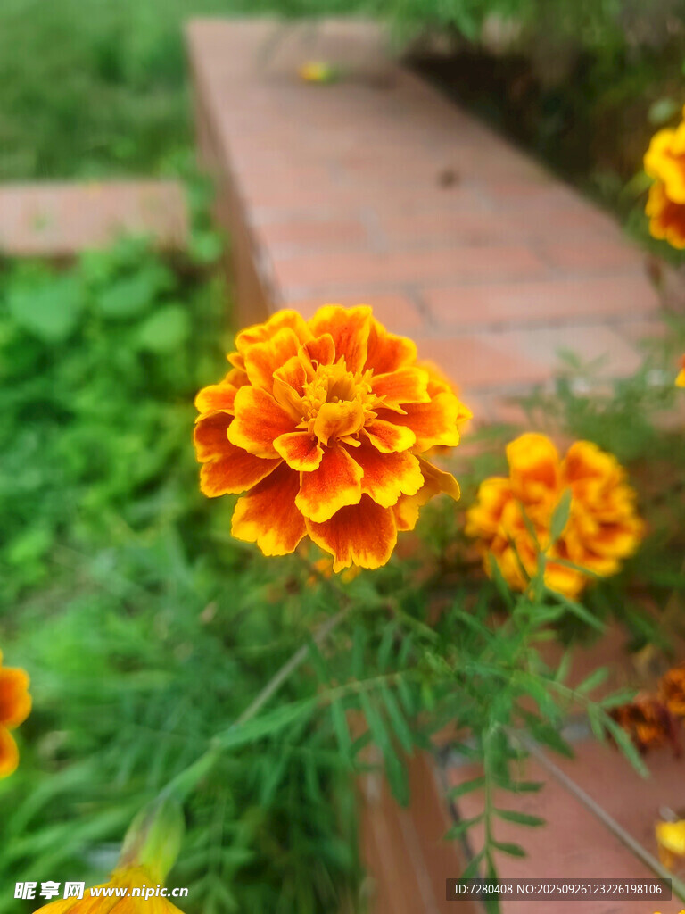 鮮艷萬壽菊綻放于綠植間