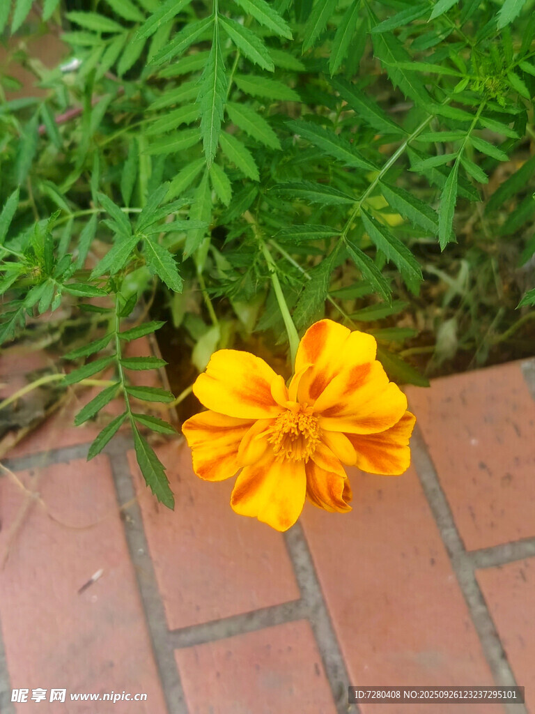 磚縫中綻放的艷麗小黃花