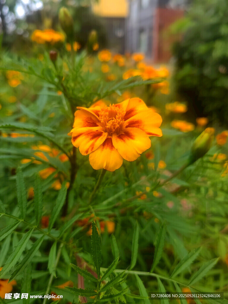 綻放的橙色萬壽菊