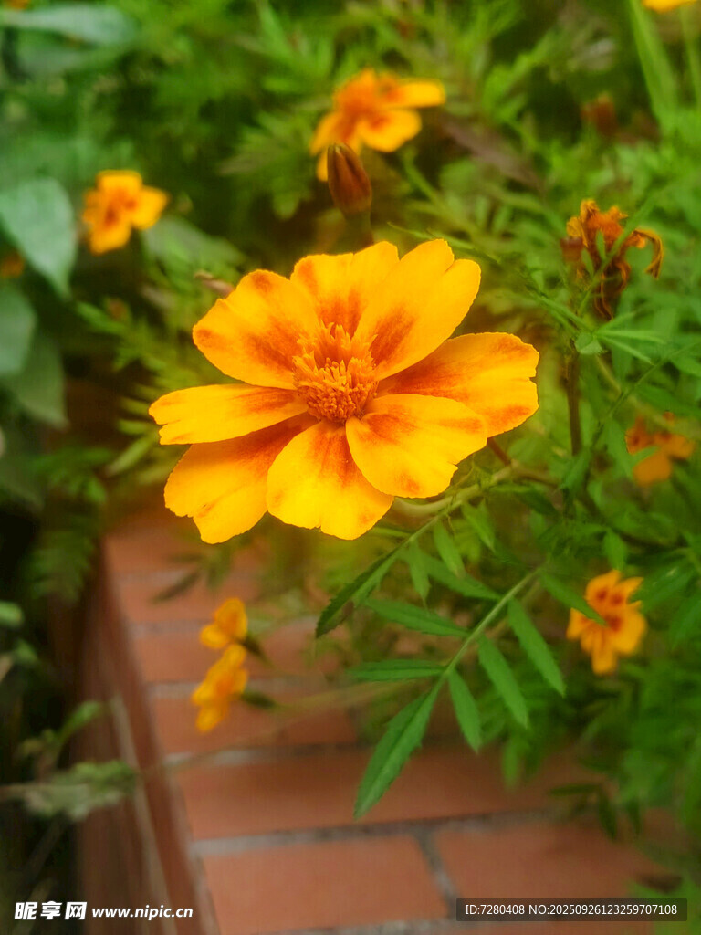 磚邊綻放的鮮艷萬(wàn)壽菊