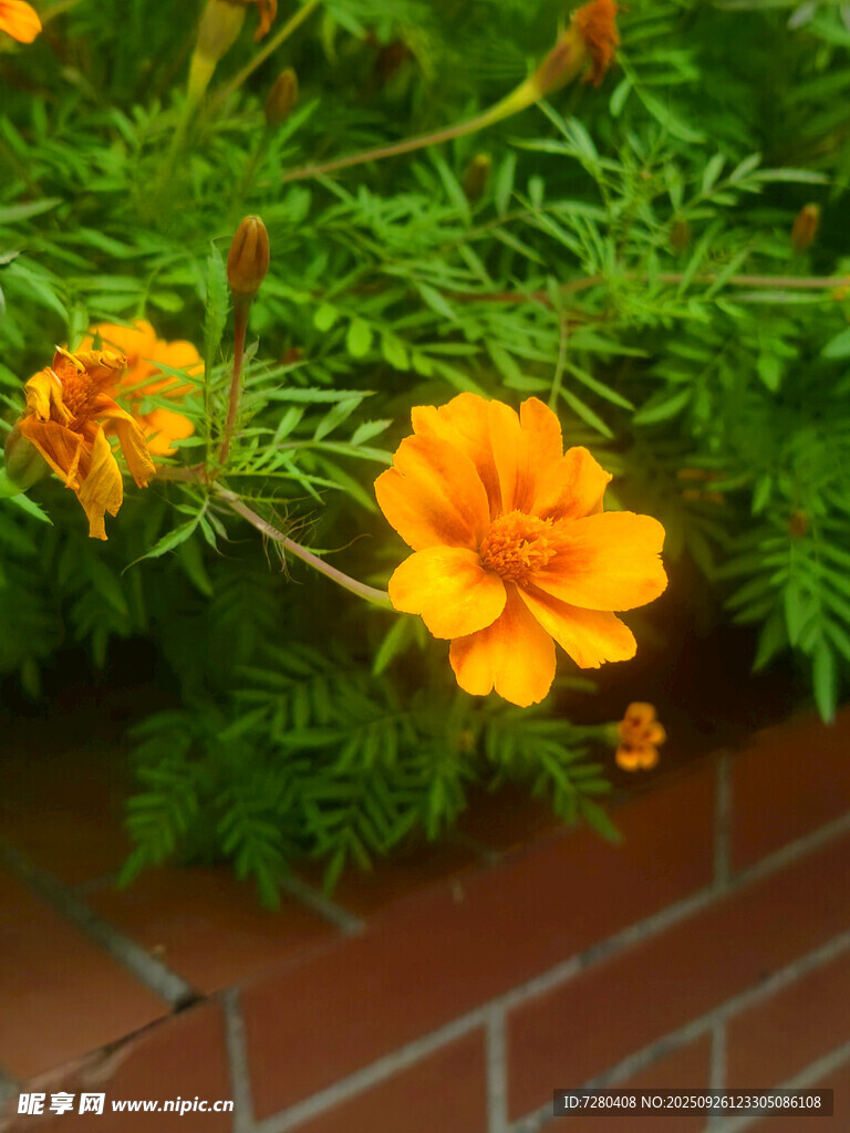 墻邊綻放的鮮艷黃色花朵