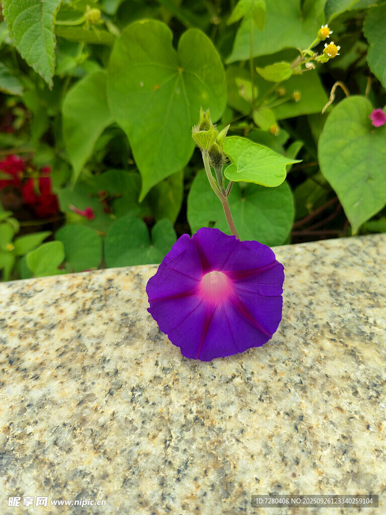 石上綻放的紫色牽?；? />
                            </div>
                    </div>
                </div>



                <div   id=
