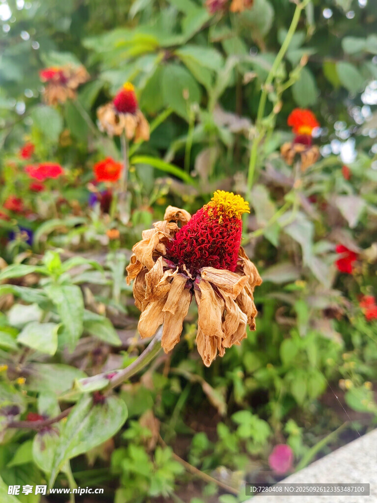 多彩菊科花卉綻放生機(jī)