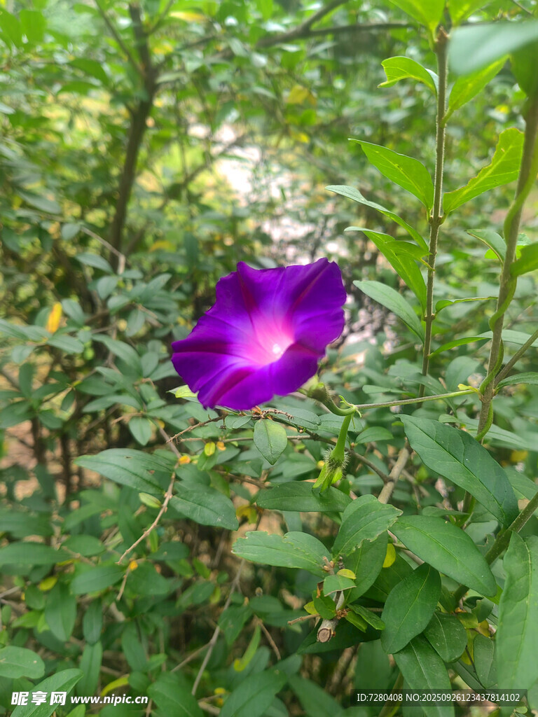 紫色牽牛花綻放于綠葉間