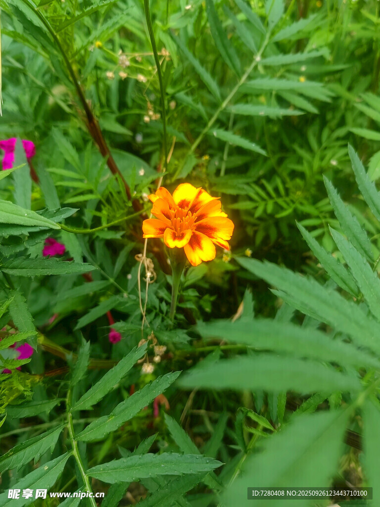 綠葉叢中的艷麗小黃花