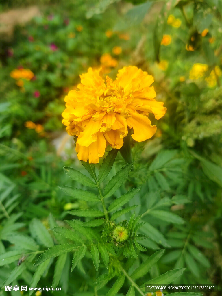 綻放的黃色萬(wàn)壽菊