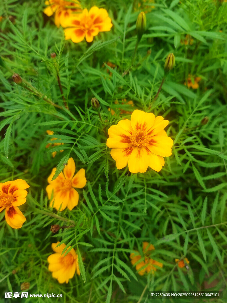 綻放的黃色萬(wàn)壽菊