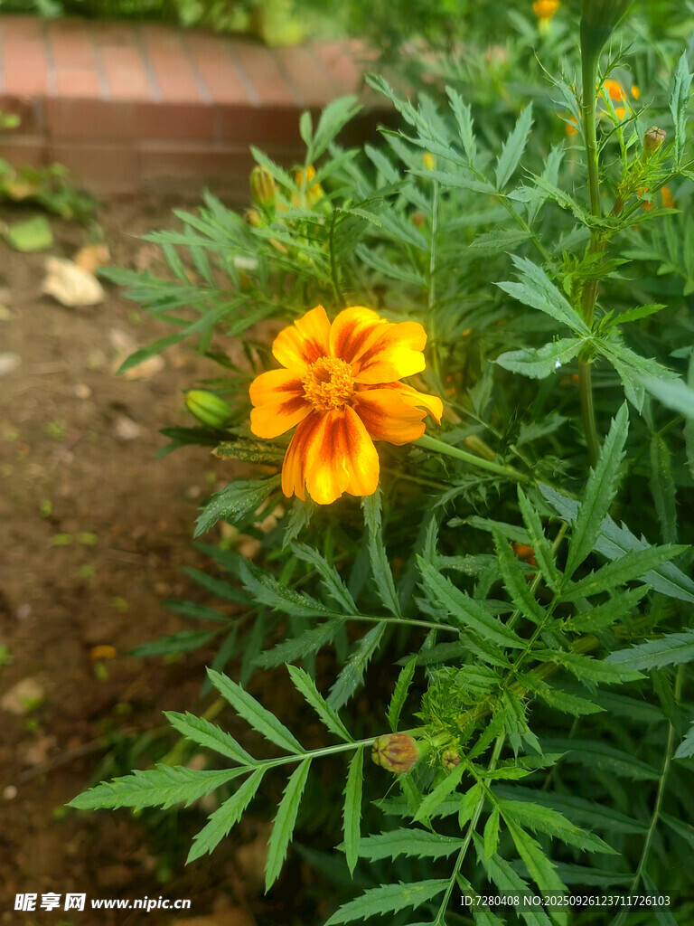 嬌艷萬壽菊綻放綠葉間