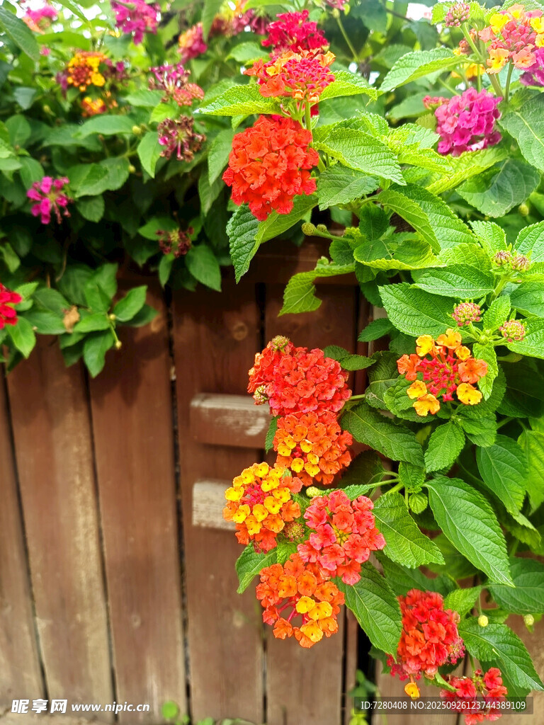 木柵欄旁絢爛多彩的花卉