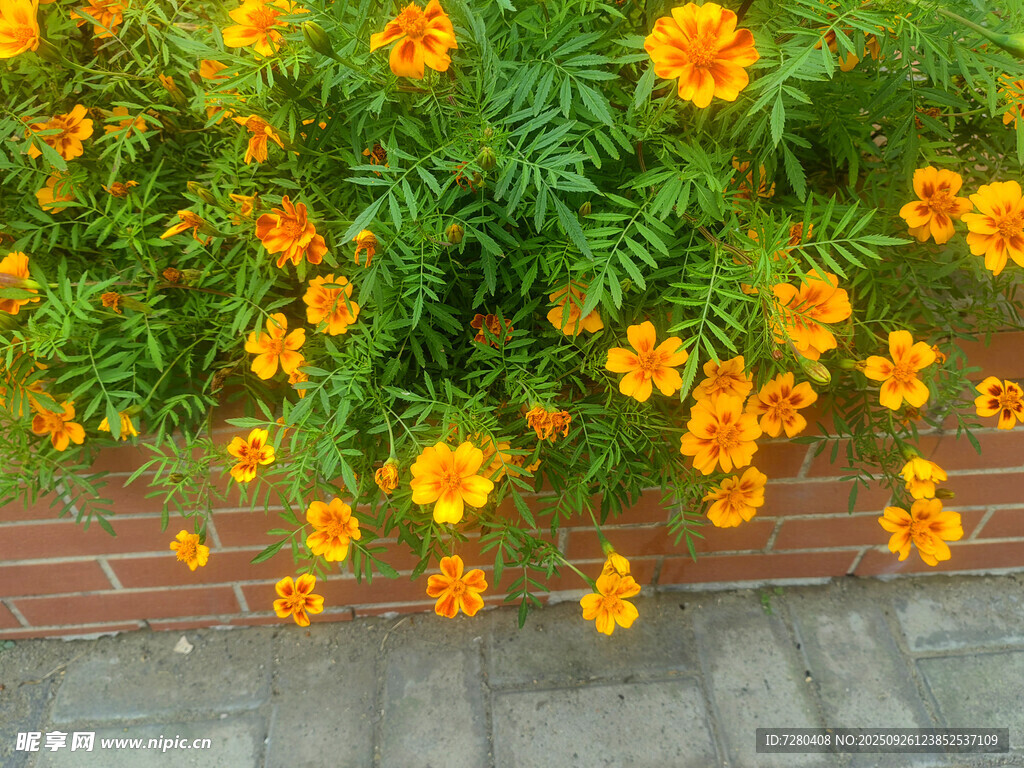 墻邊綻放的鮮艷萬壽菊