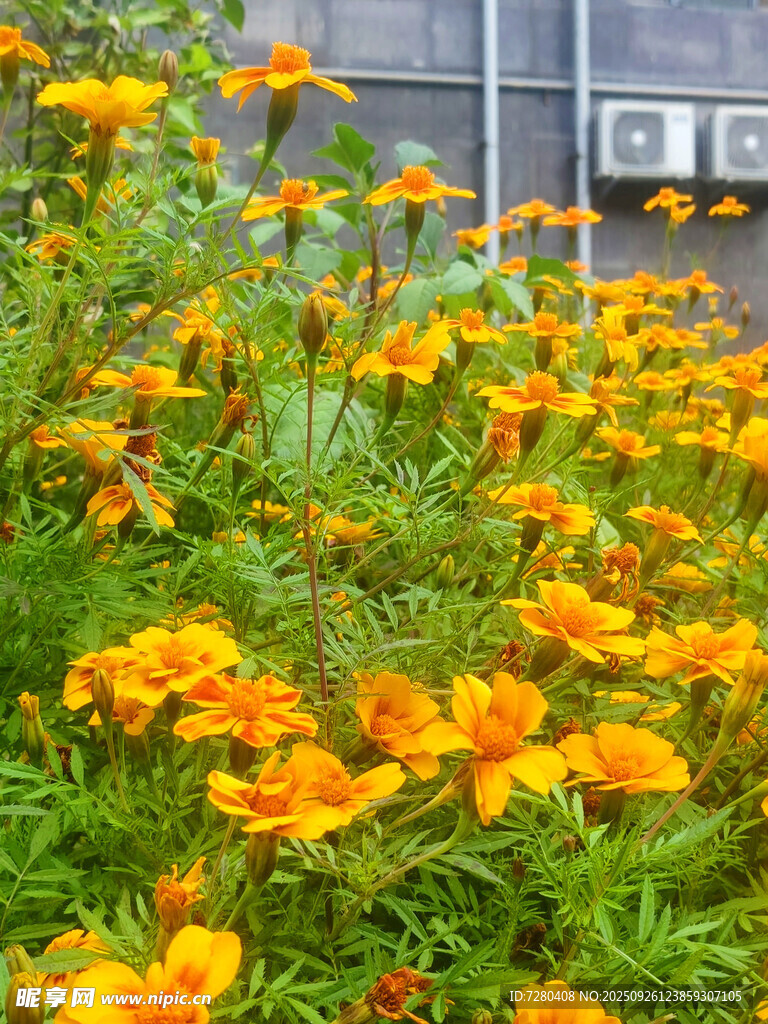 庭院中盛開(kāi)的燦爛小黃花