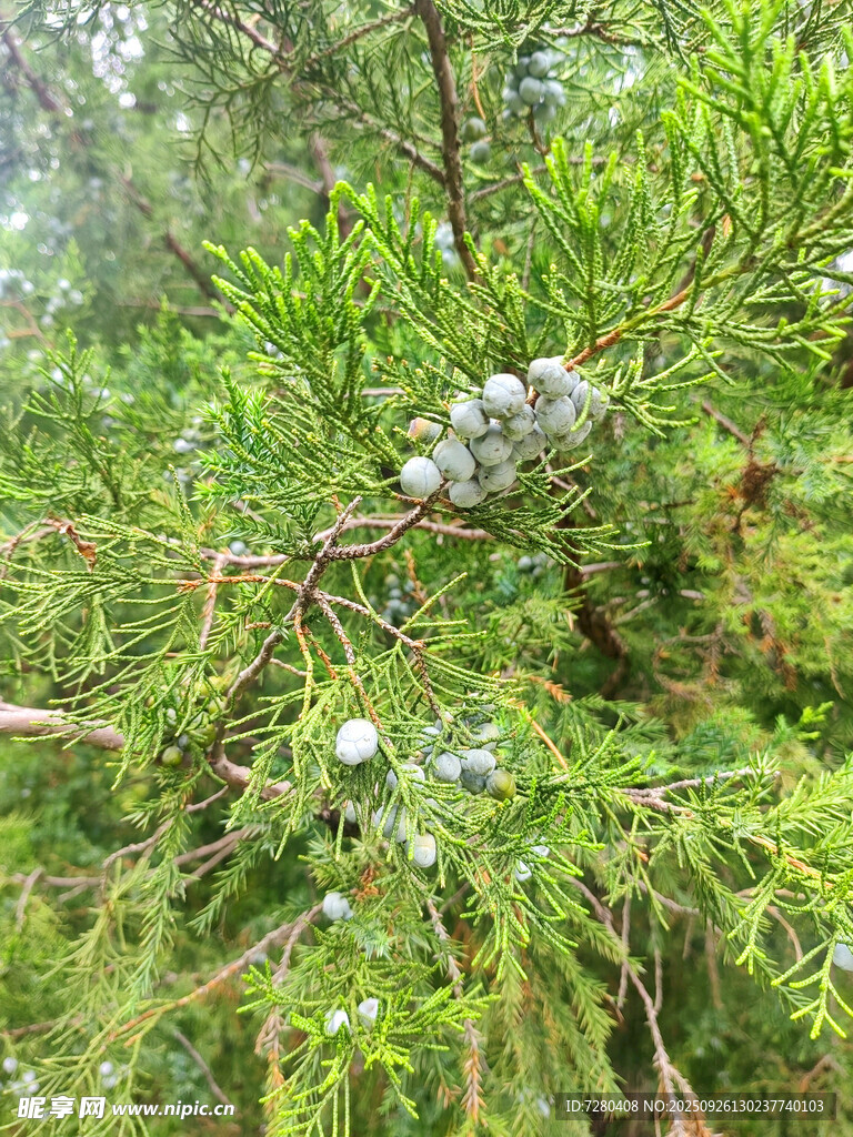 松樹枝頭的藍(lán)灰色球果
