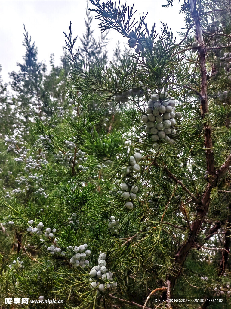 繁茂綠植間的白色小花