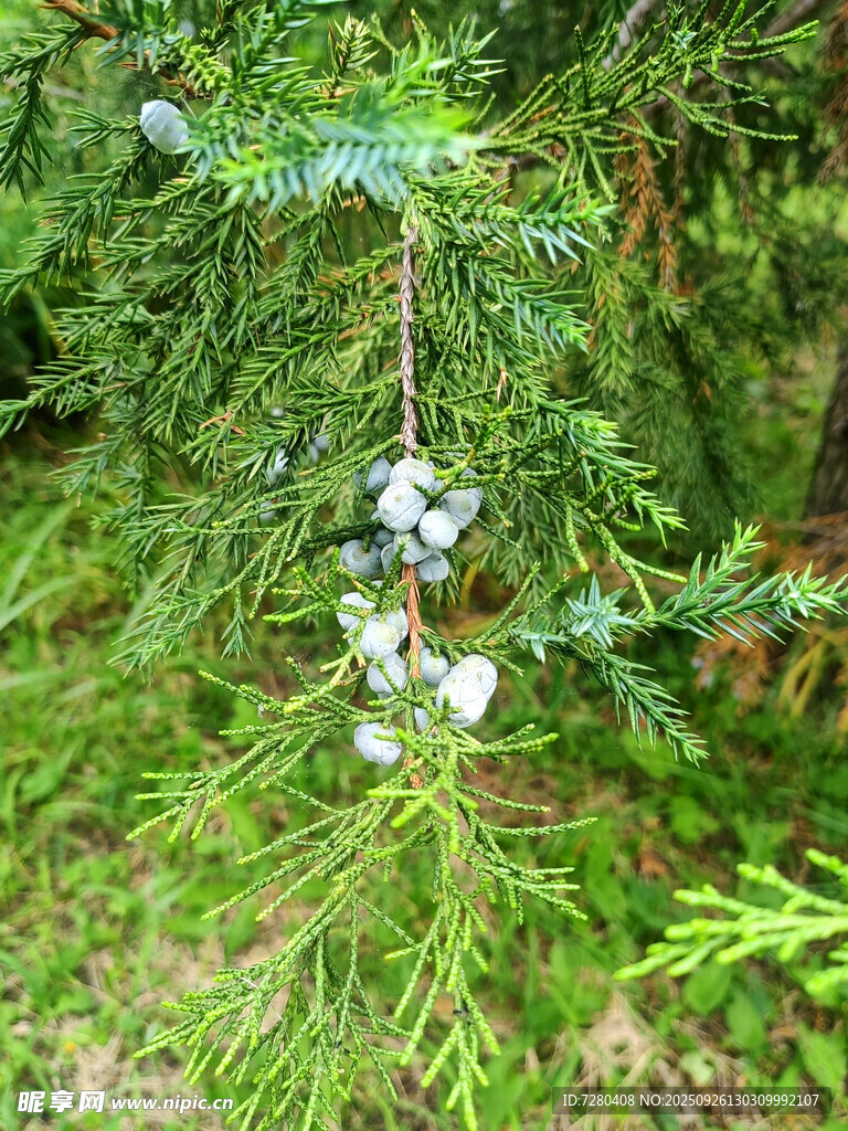 松樹枝干上的白色菌類