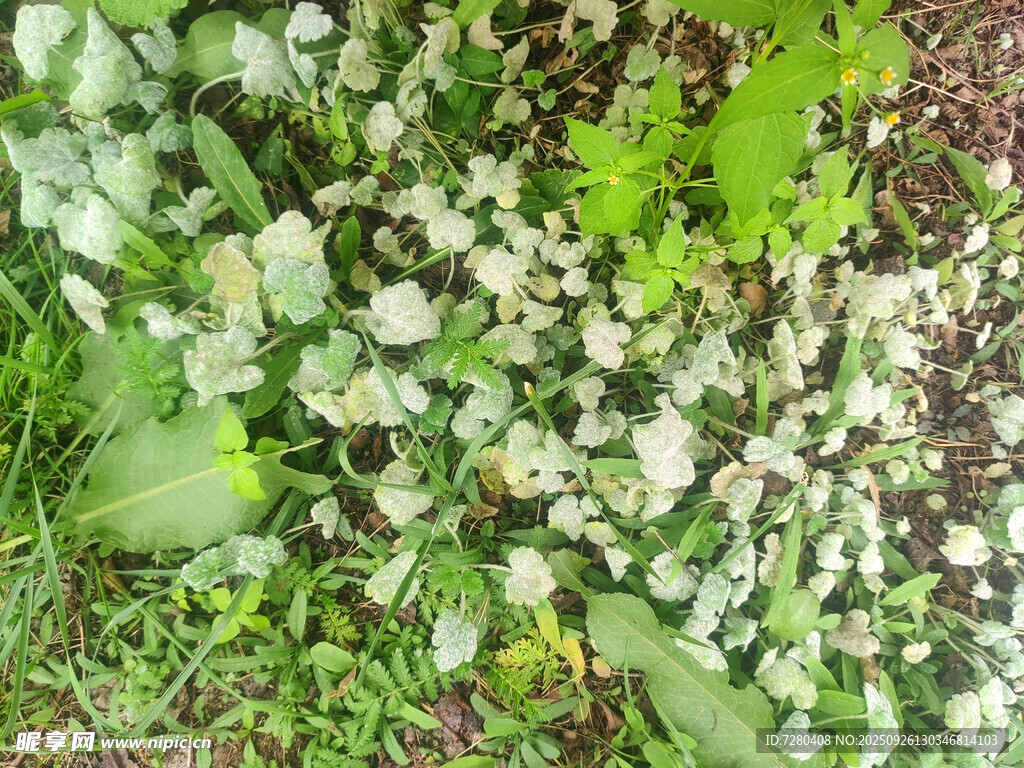 綠葉間的白色小花