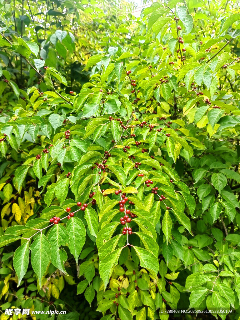 茂密綠葉植物景觀