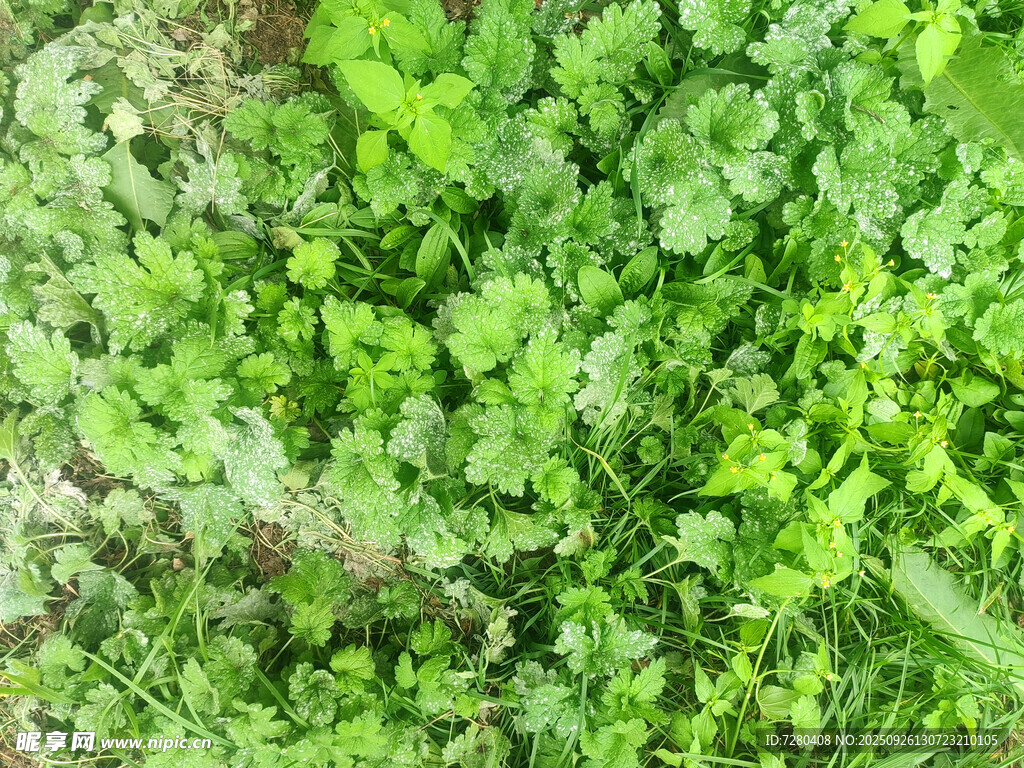 翠綠鮮嫩的香菜植株