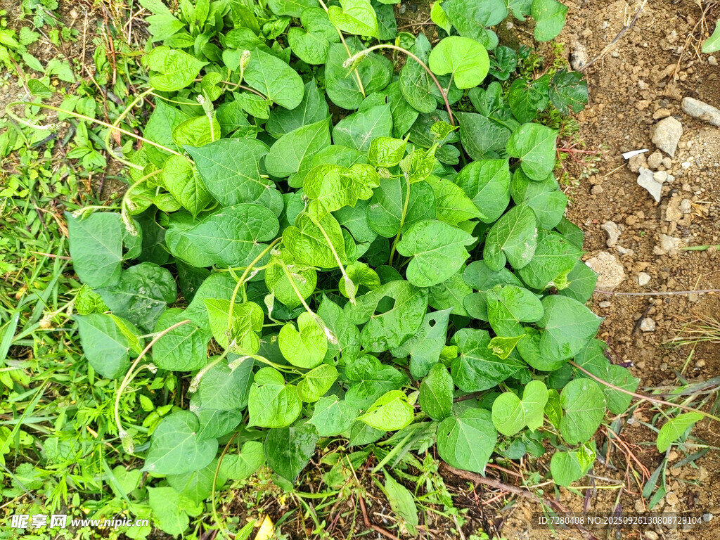 嫩綠伏地植物生機(jī)盎然