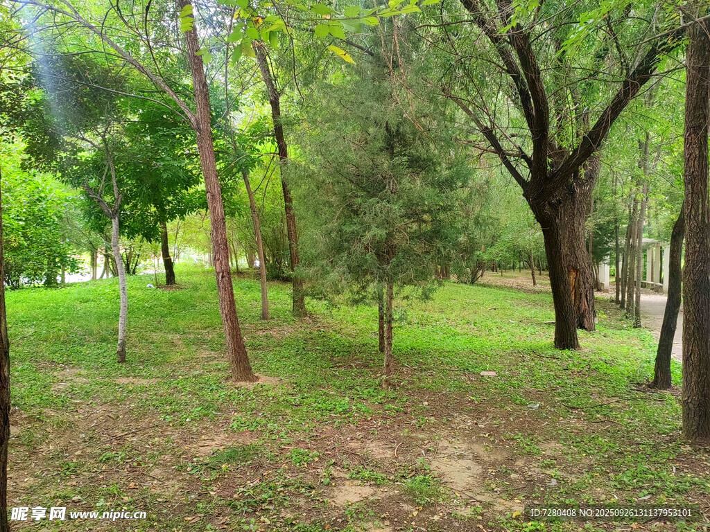 綠意盎然的林間公園景色