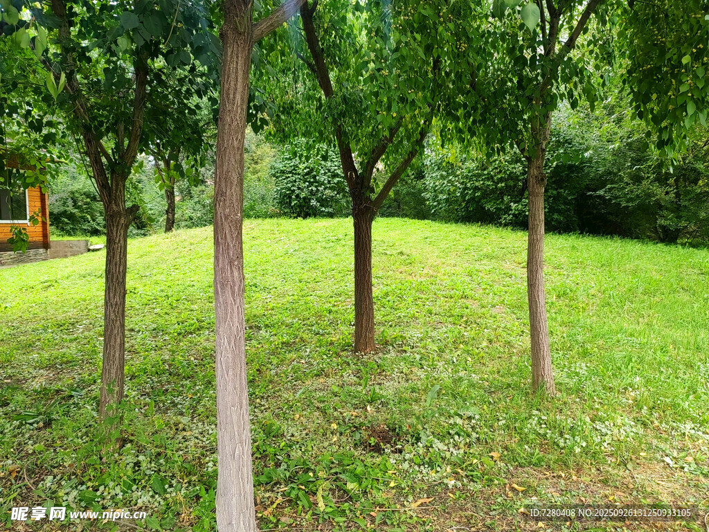 綠意盎然的樹林草地景觀