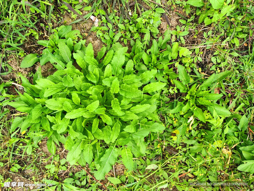 嫩綠野菜叢生于草地