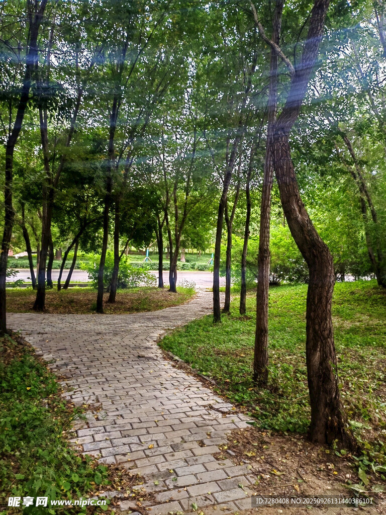 林間小徑綠意盎然的景致