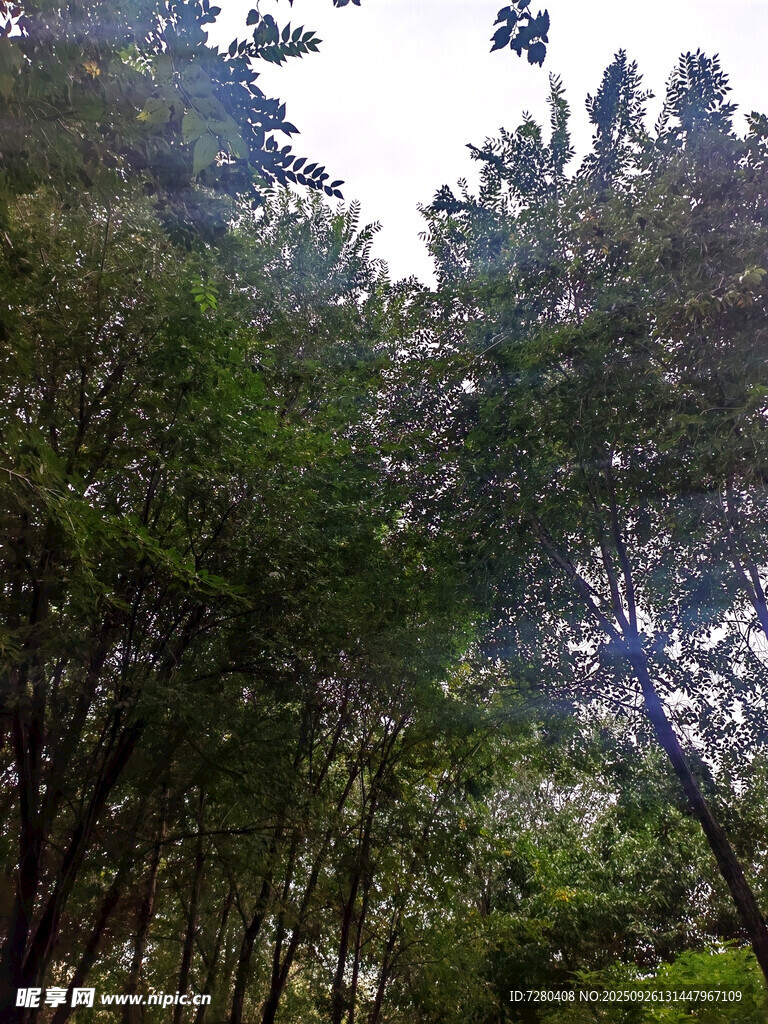 茂密樹林的仰視景象