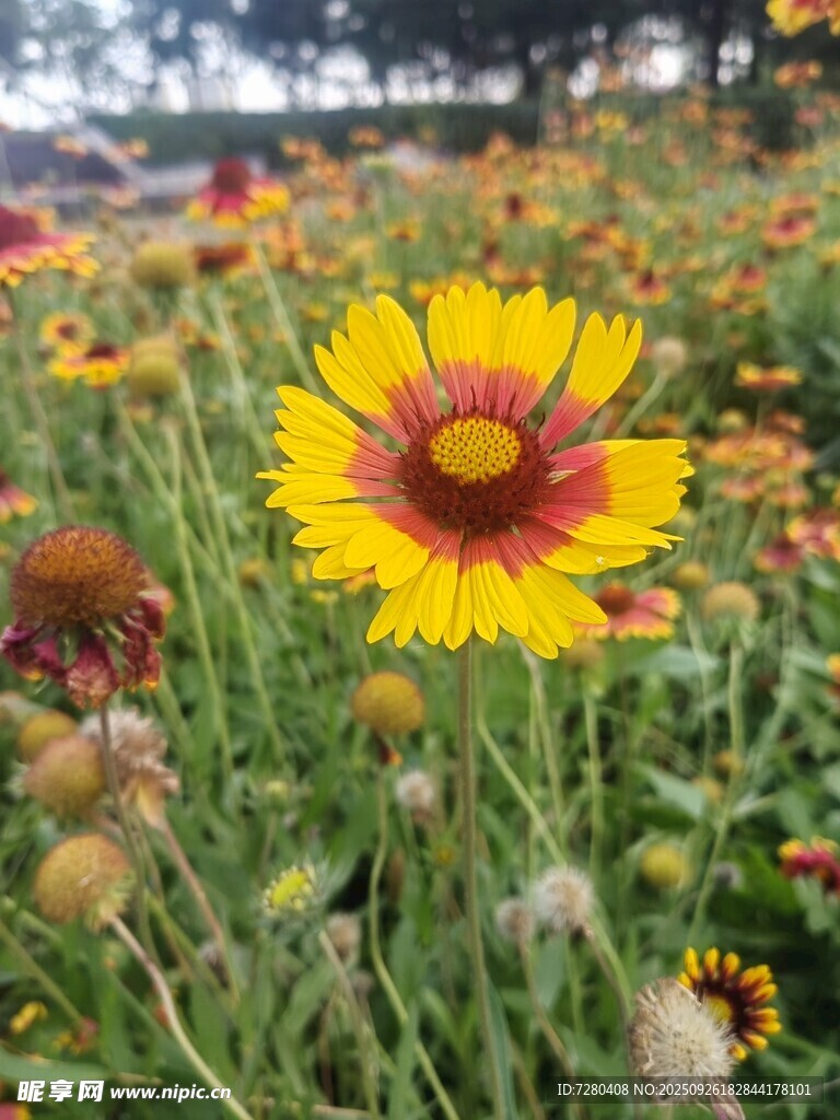 田野中的艷麗天人菊