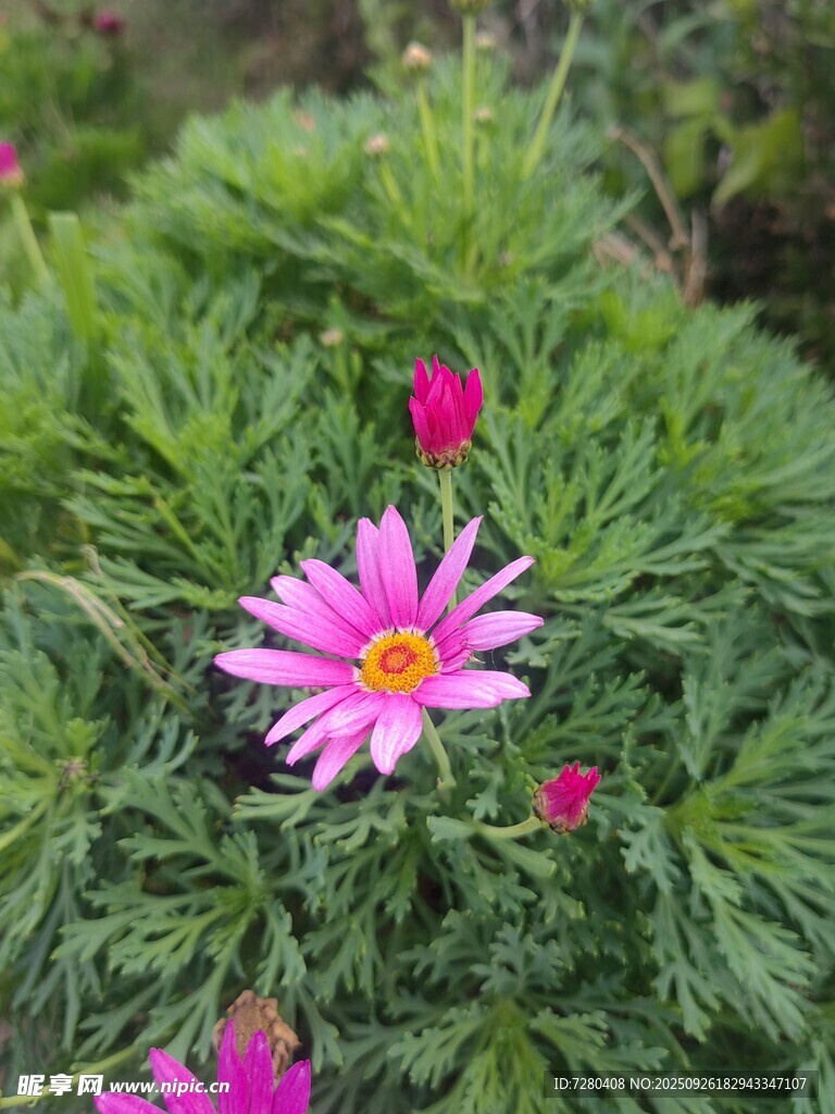 嬌艷綻放的粉色花朵