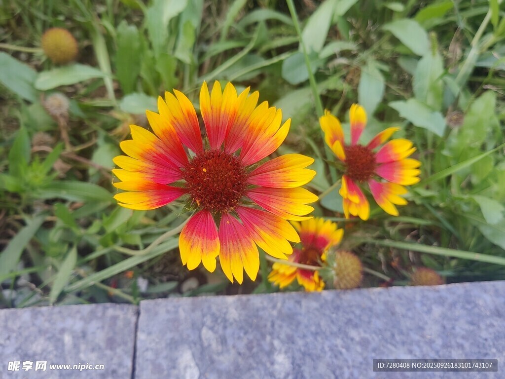 艷麗金雞菊綻放于草地