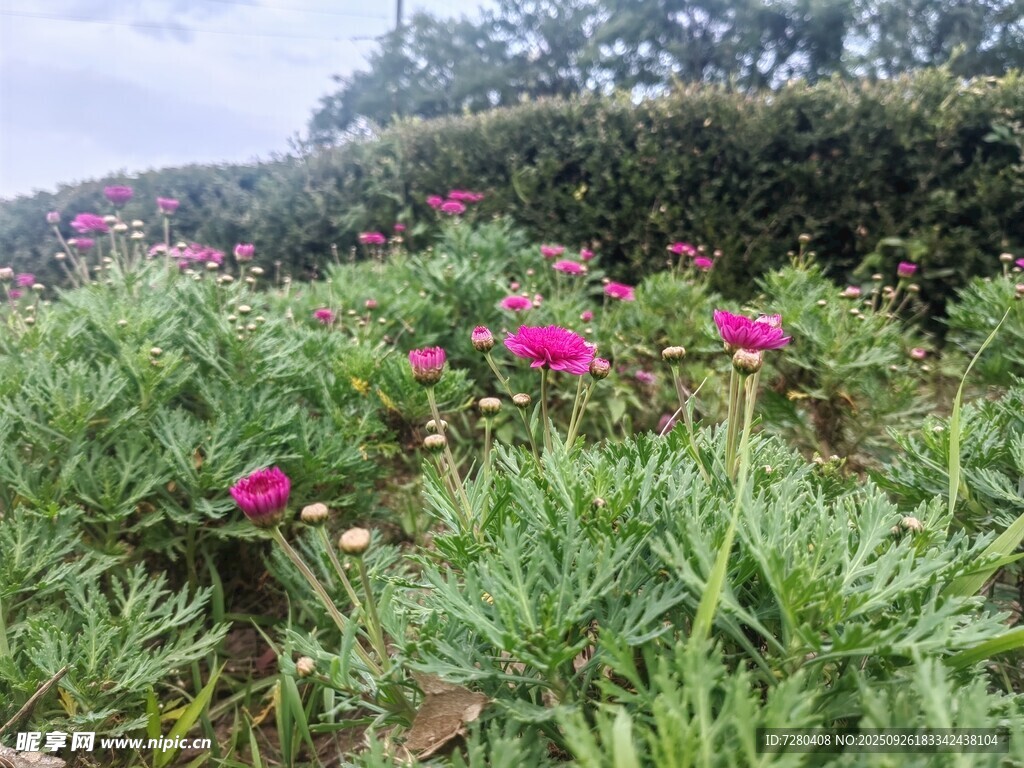 花叢綠意盎然的美麗景致