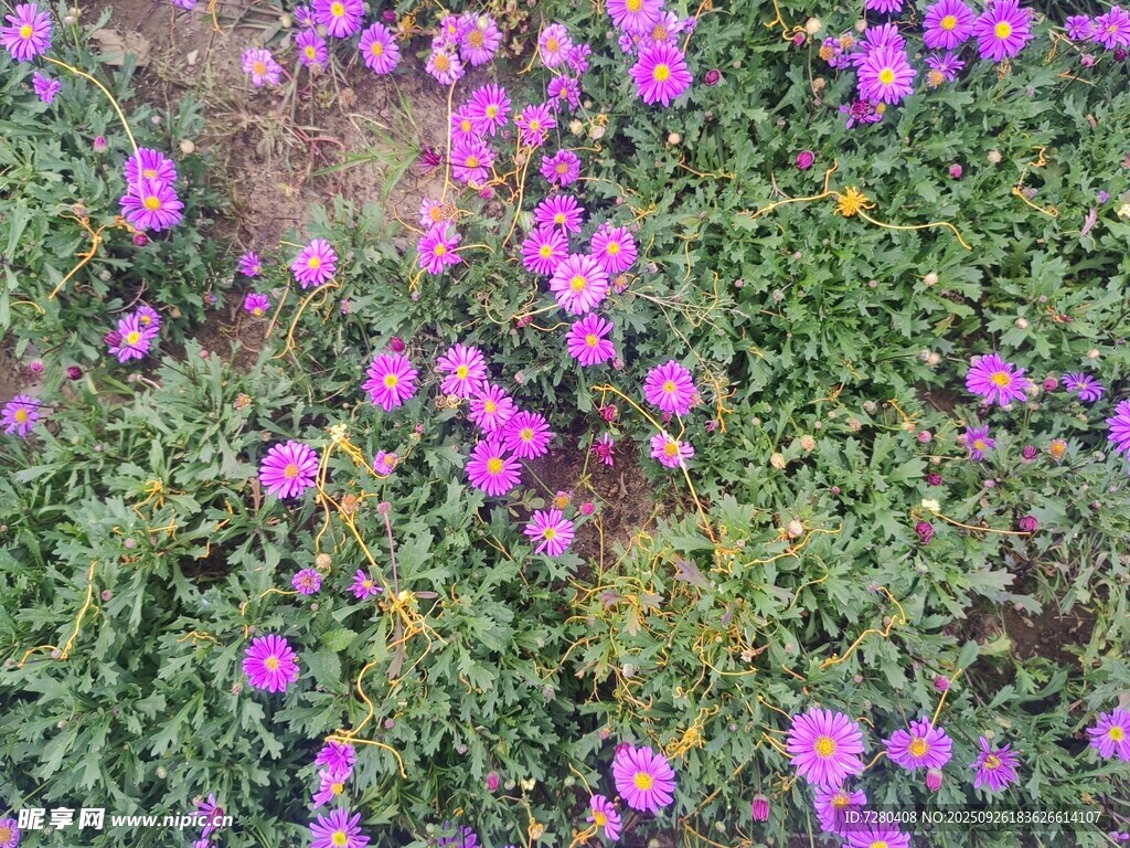 紫色小花綻放綠色草地