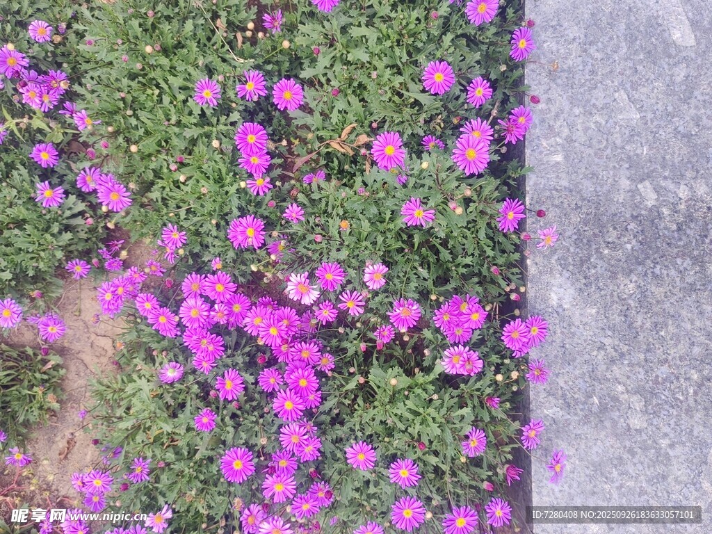 紫色小花鋪就美麗景致