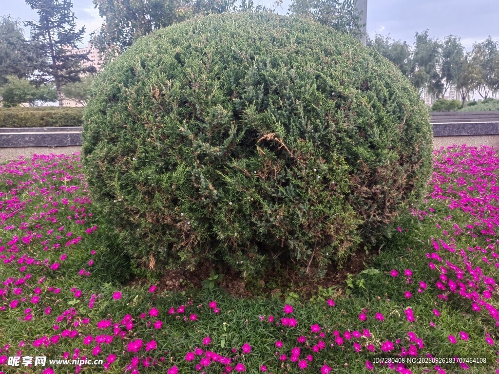 球形綠植點(diǎn)綴繽紛花叢