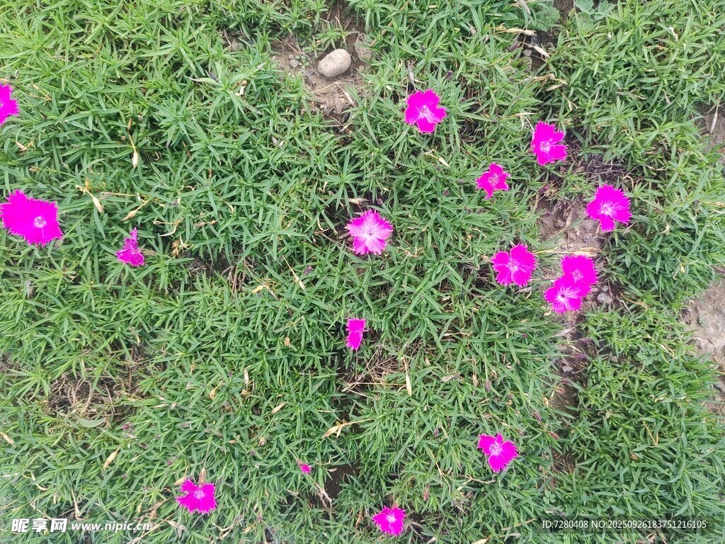 草地上綻放的艷麗紫花