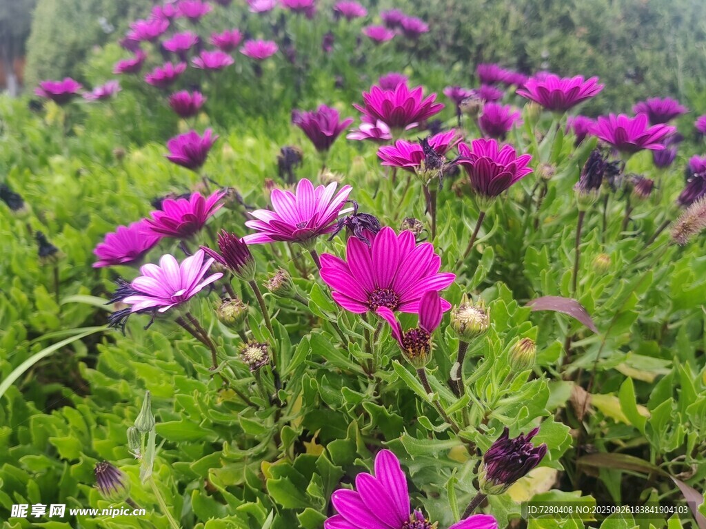 紫色雛菊綻放的美麗花田