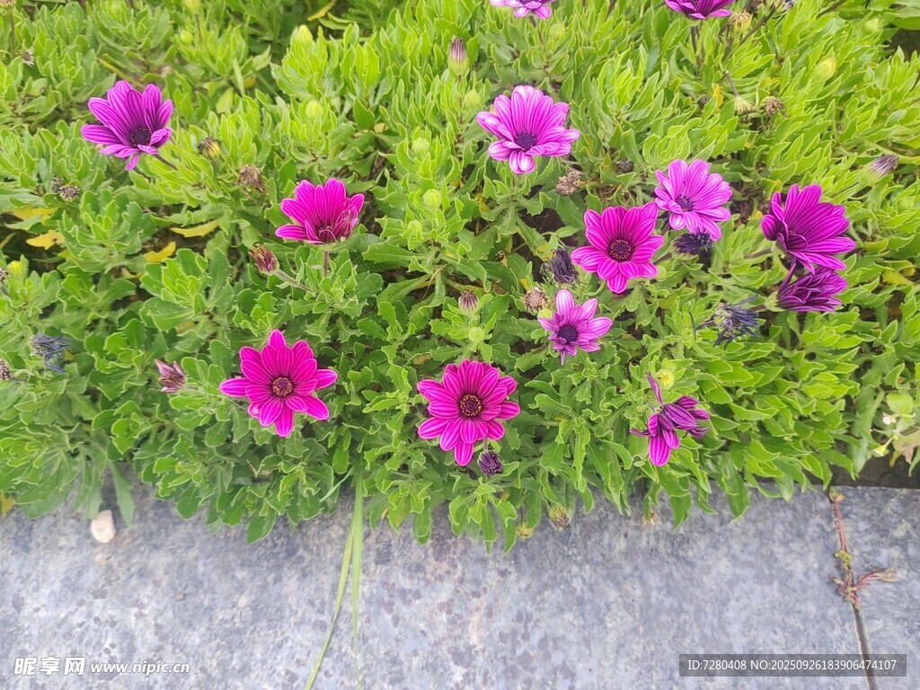 紫色花卉綻放于綠植間