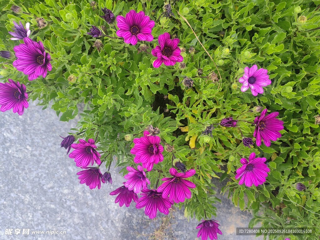 紫色小花綻放于綠植間
