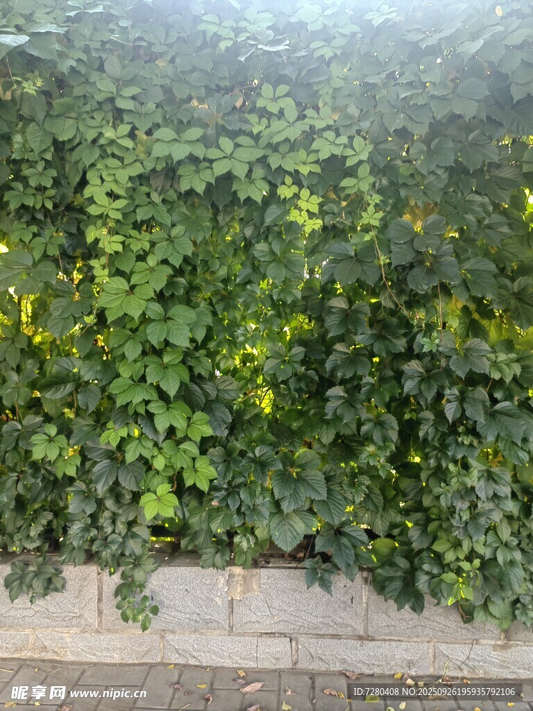 綠意盎然的繁茂植物墻爬山虎