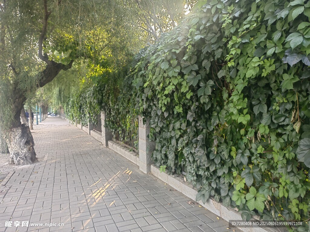 綠蔭覆蓋的靜謐磚石小路爬山虎