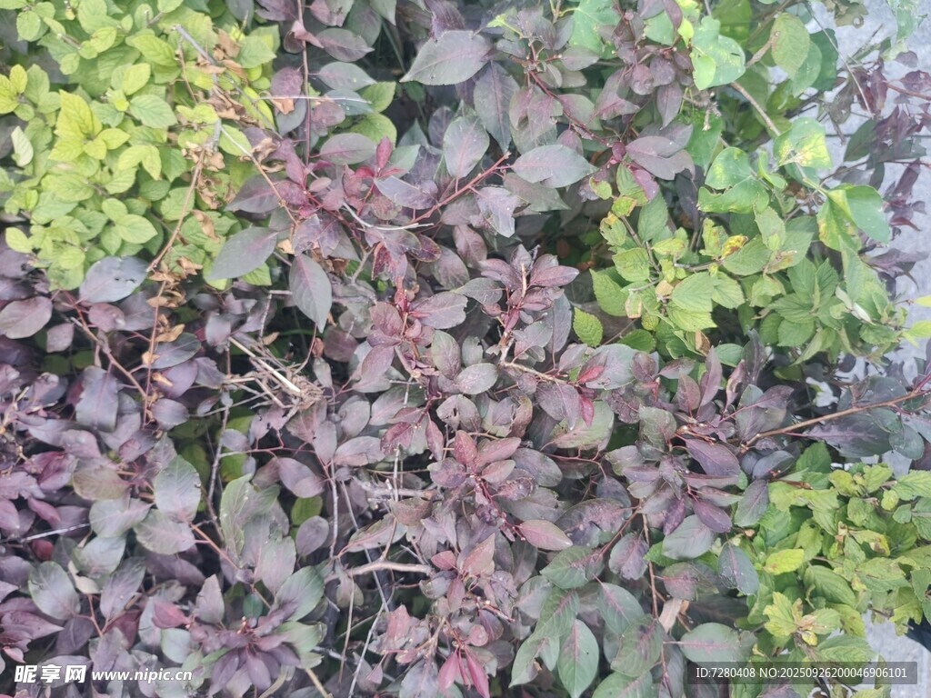 多彩植物墻景觀