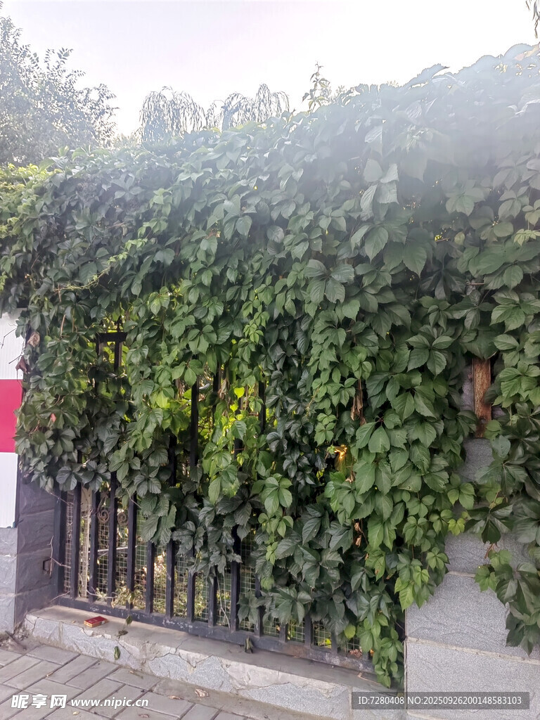 爬滿綠植的鐵藝圍欄爬山虎