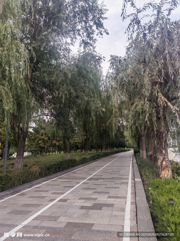 林蔭下的靜謐道路
