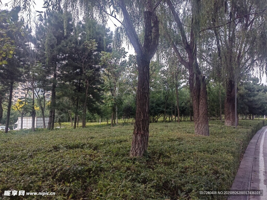 林間小道綠意盎然的景致