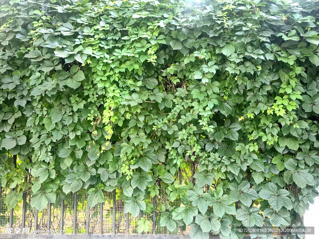 翠綠繁茂的爬山虎植物墻