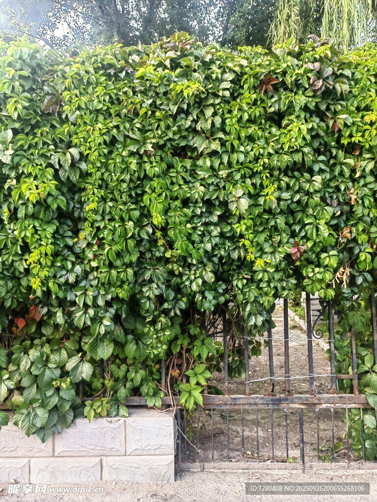 爬滿綠植的石墻與鐵欄桿