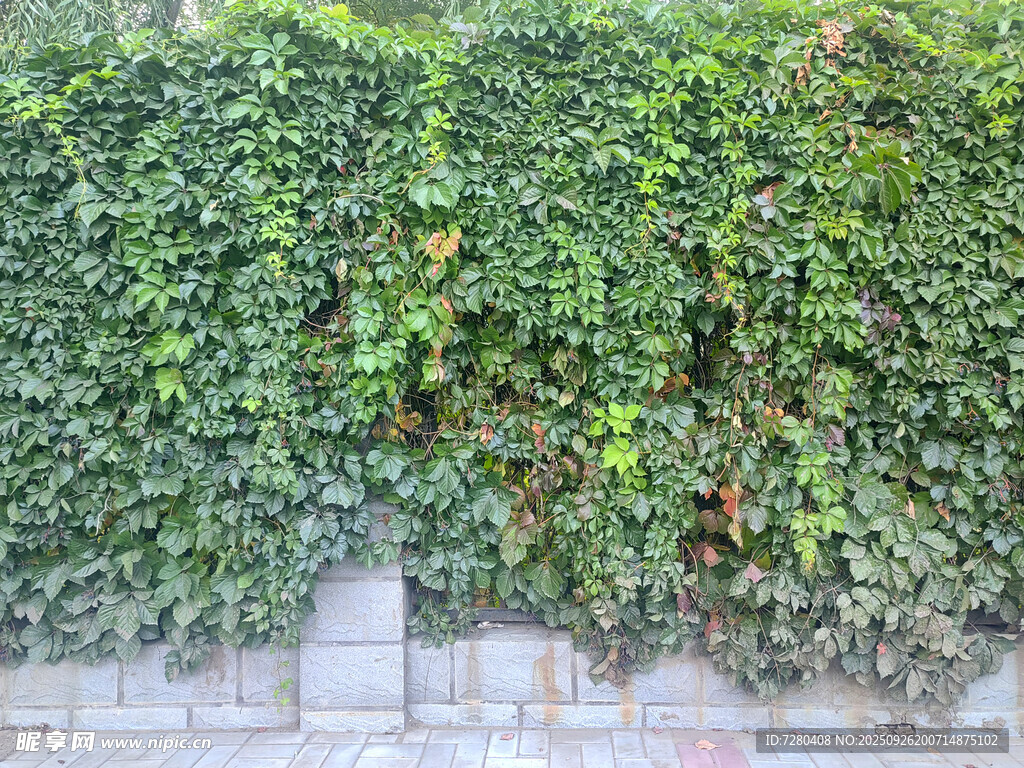 翠綠爬山虎覆蓋的墻面