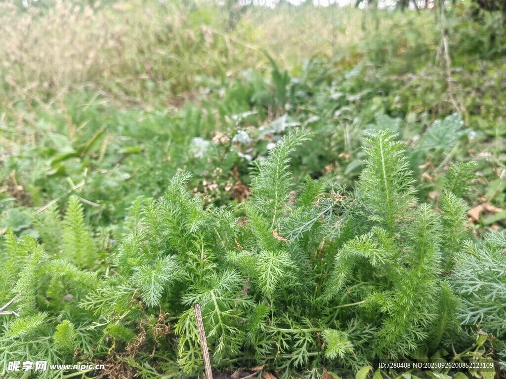 野外繁茂的綠色植物群