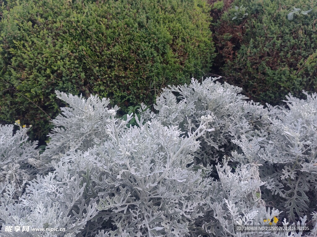 銀葉植物與綠籬景觀