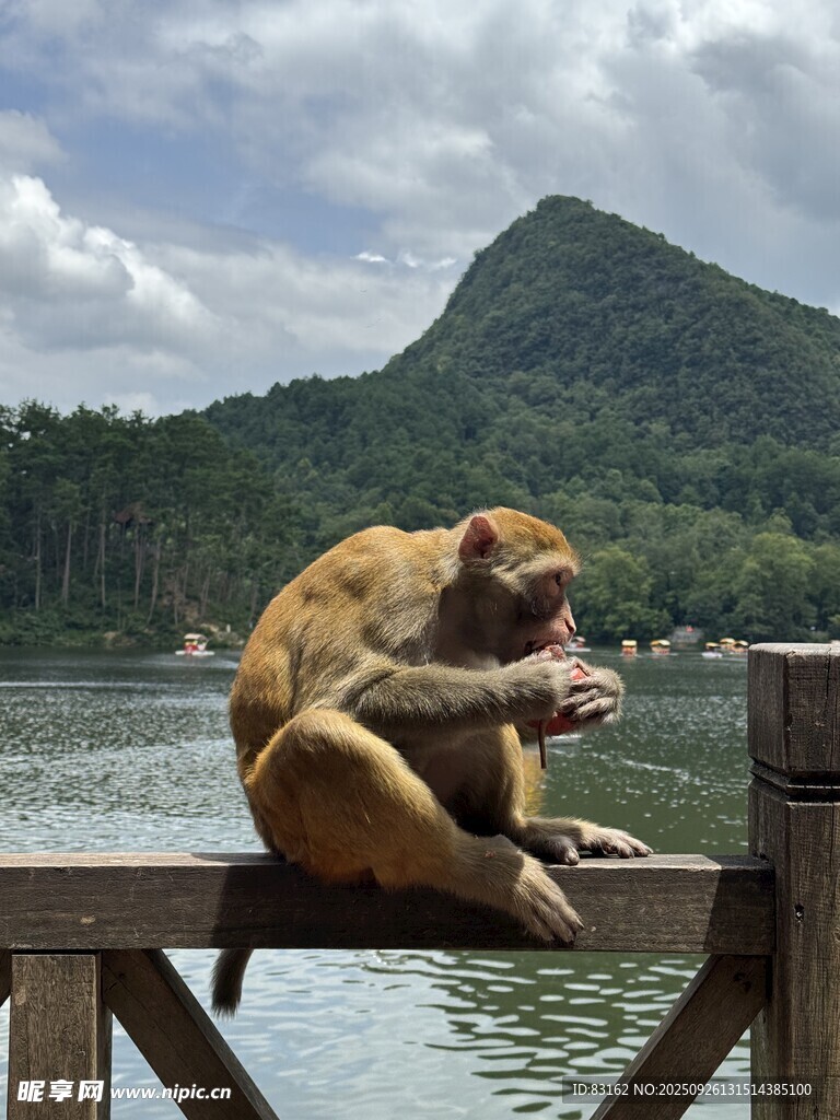 木欄上獨(dú)坐進(jìn)食的猴子